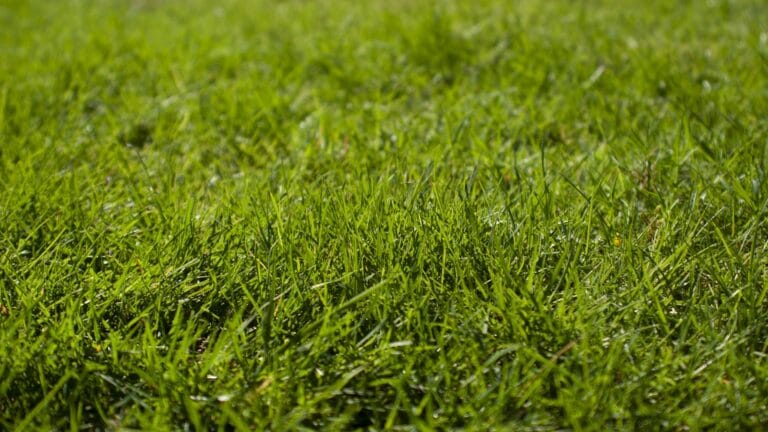 How to Fix a Patchy Lawn Without Re-Turfing